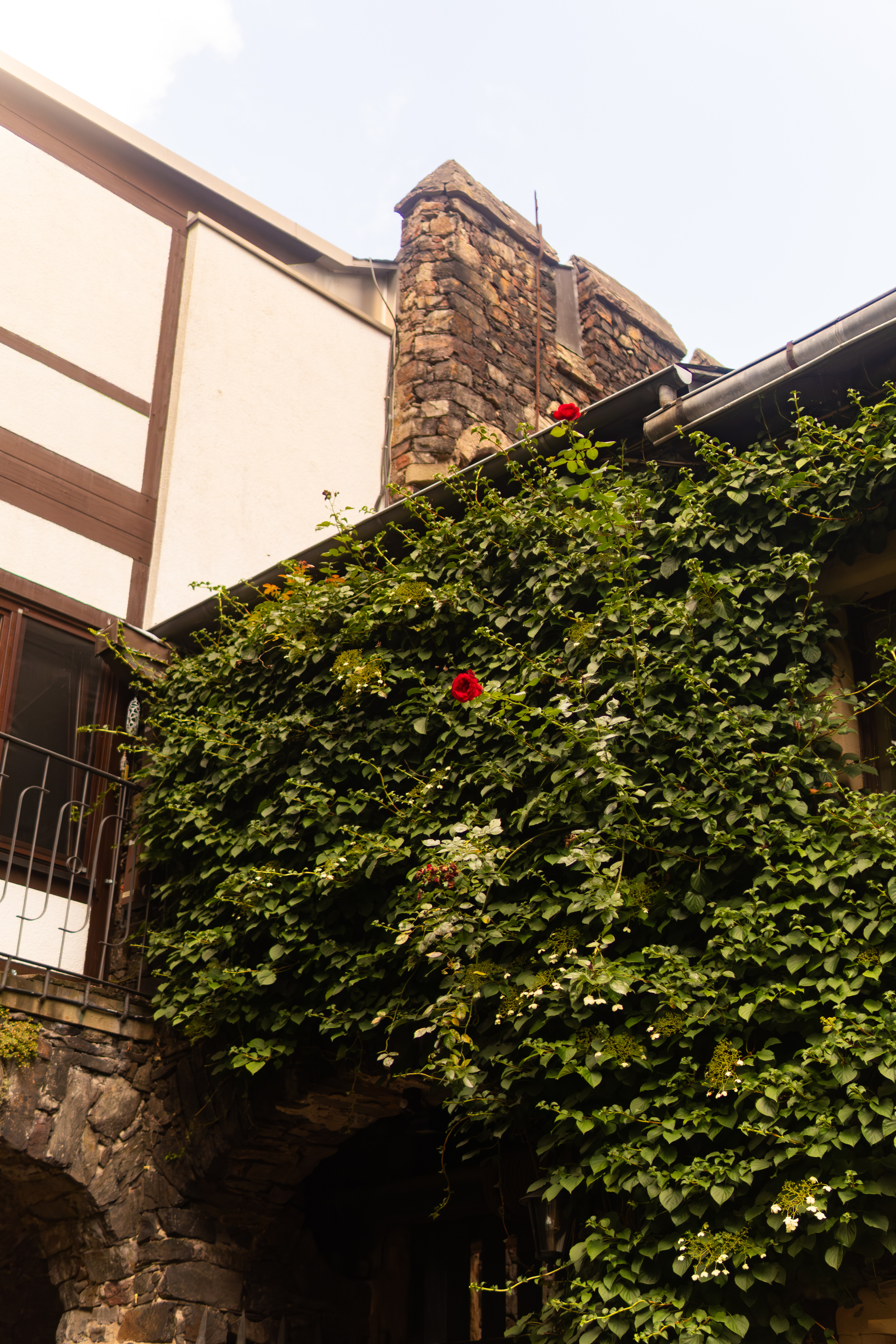 Außenfassade bewachsen mit Efeu, einzelne rote Blüten